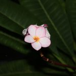 A pink flower (Professional Camera)
