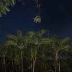 Palm trees at night (Professional Camera)